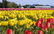 tulip field 764