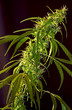 marihuana