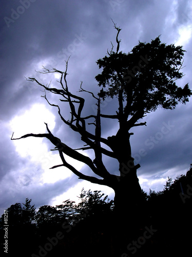 Sleepy+hollow+tree