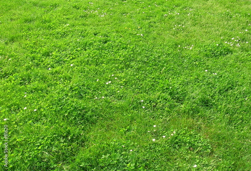 herbe verte (herbe0001—g.jpg) herbe verte (herbe0001—g.jpg)