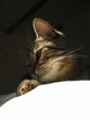 chat sortant de l'ombre