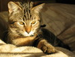 chat joueur