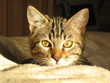 chat aux yeux jaune