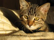 chat intriguer