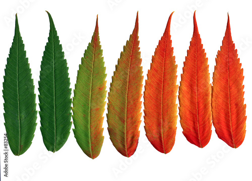 walnut leaves changing colors