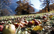 pommes