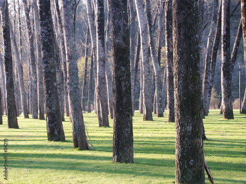 forest forest