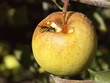 abeille dand le fruit