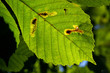 feuille en solo