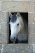 cheval triste