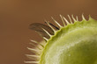 macro shot of fly caught by venus fly trap