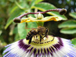 abeille abeille