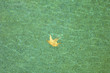 leaf in pool leaf in pool