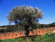 un olivier en provence