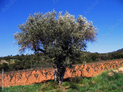 un olivier en provence