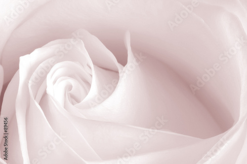 pink rose
