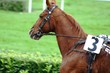trotteur_6
