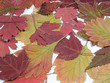 autumn leaves autumn leaves
