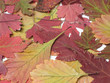 autumn leaves autumn leaves