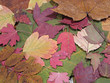 autumn leaves autumn leaves