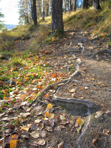 small path in the forest
