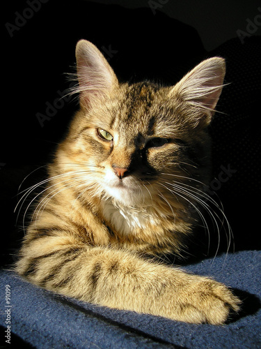 chat au soleil