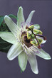 passionflower passionflower