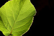 leaf