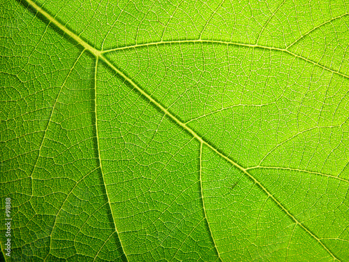 leaf