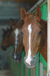 tête cheval au boxe
