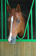 cheval au boxe