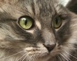 cat face