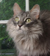 cat in front of window