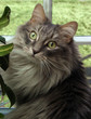 cat in front of window