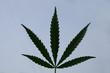 hemp clovers hemp clovers