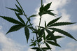 hemp branch