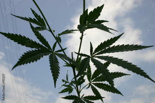 hemp branch hemp branch
