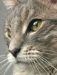 cat face