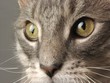 cat face