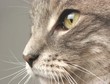 cat face