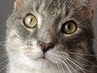 cat face