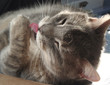 cat lick