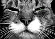 cat and whiskers