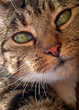 cat close
