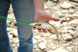 fish in hand
