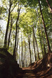 trees