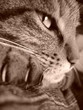 mon chat