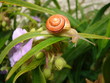 garden snail garden snail