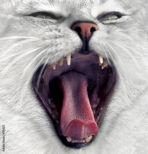 chat qui baille chat qui baille