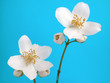 jasmine